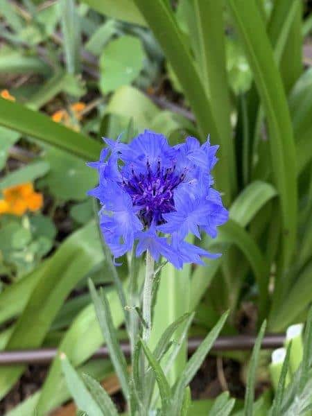 We chose to plant blue cornflowers for our garden tea, as there flowers make a statement