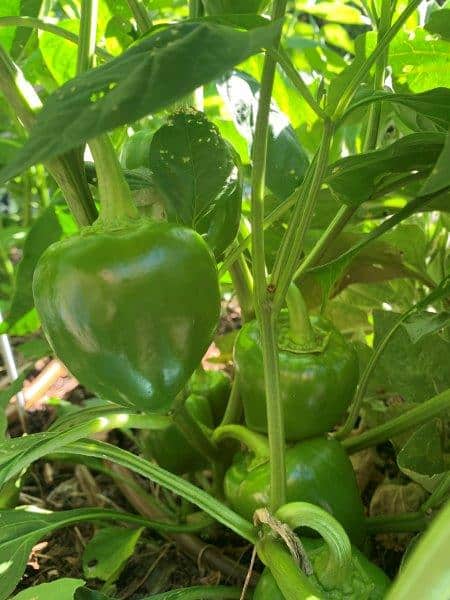 Capsicums are big producers