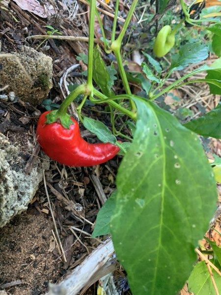 Capsicums come in different shapes, colours and flavours