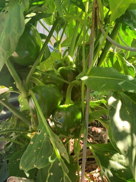 Capsicums may require staking