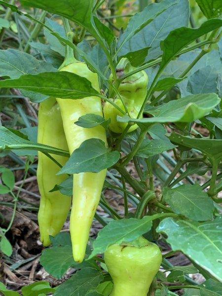 This sweet banana pepper is a favourite of mine, not only does it taste great but it looks great as well.