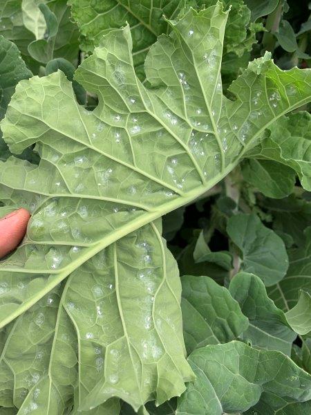 Infestation of whiteflies can be hard to control