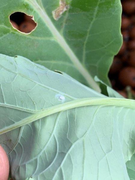 Inspecting your plant regularly means you can control your whitefly early, avoiding a infestation