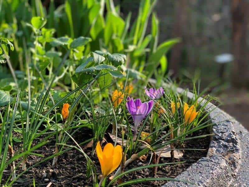 The flower displays around the Araluen Botanic Park are amazing