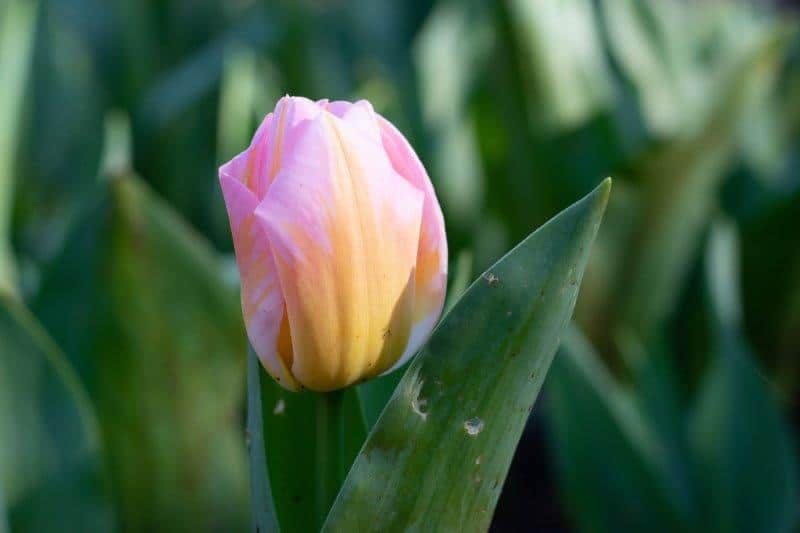 This year at Araluen Botanic park they plant 150000 tulips
