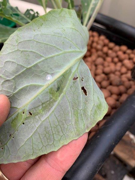 When its one or two whiteflies on plant you can simply just squish them to control them avoiding harmful sprays