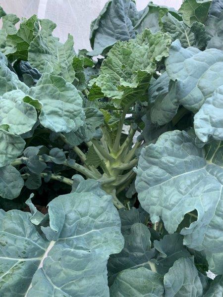 Whiteflies love to attack brassicas in the summer