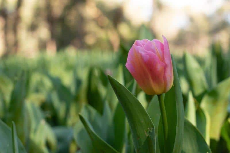 Yates Springtime at Araluen Botanic Park is known for it tulips