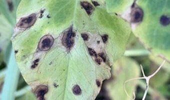 Blackspot is a fungal disease which will severely affected the plant