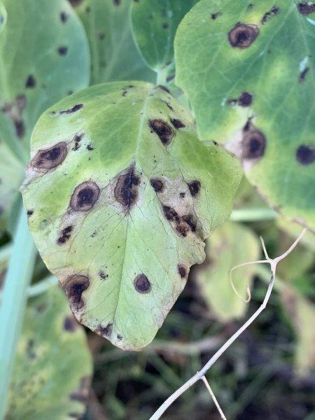 Blackspot is a fungal disease which will severely affected the plant