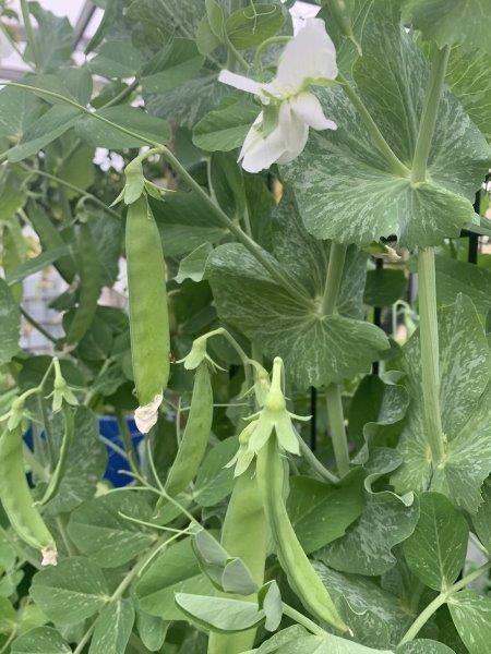 Climbing snow peas require a structure to grow on. We are growing them on our fence