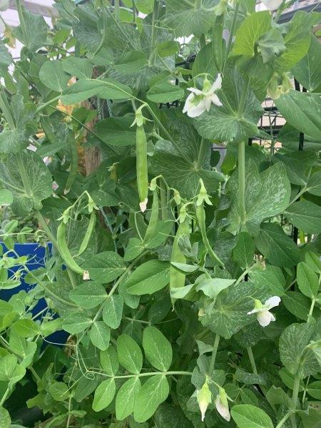 Once you start picking your snow peas, pick regularly to keep to the plant growing and extend your harvest