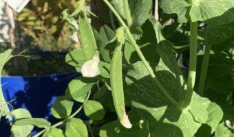 Snow peas are really easy to grow and kids love picking them