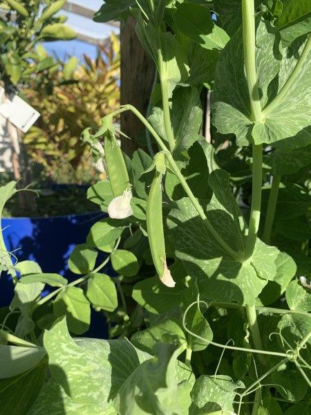 Snow peas are really easy to grow and kids love picking them