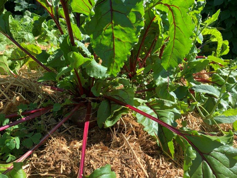 Beetroot is a great summer crop to grow