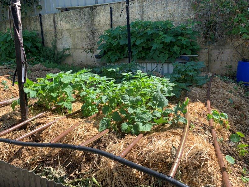 Planting summer crops early means they will have time to establish before the heat of summer arrives