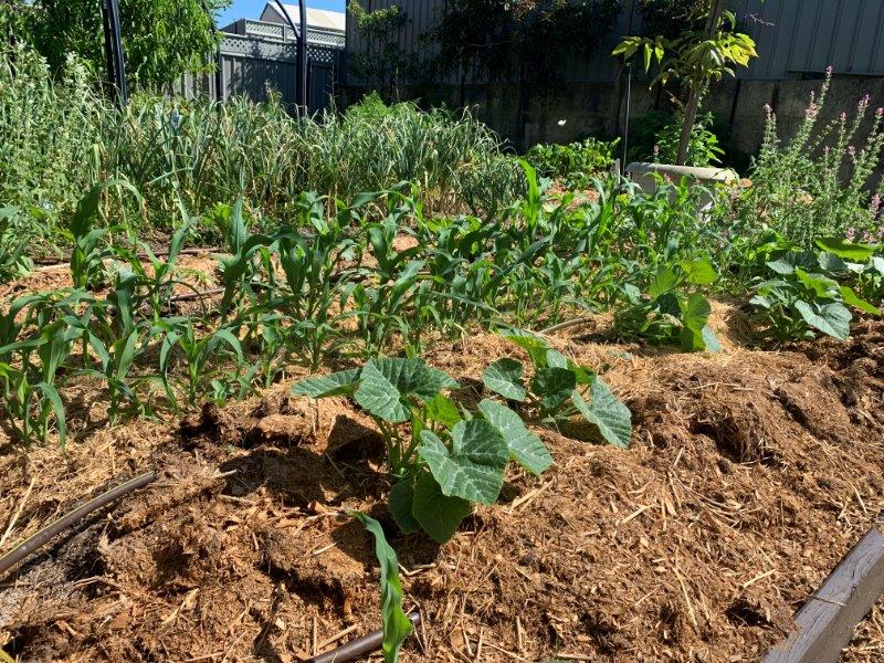 We are growing JAP pumpkins and corn in this patch, by the time the corn are finished the pumpkin will have room to take over the whole bed