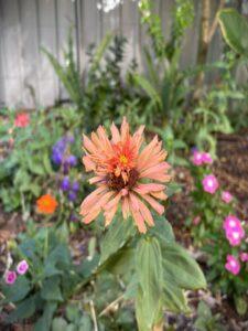 Check out this Zinnia flower