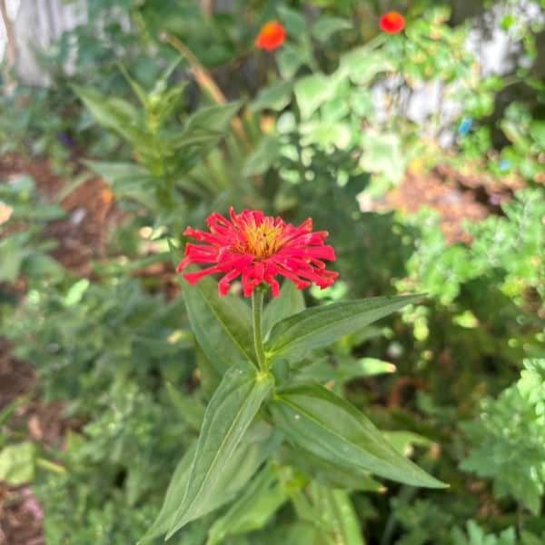 Zinnias, a flower that will always have a place in my garden